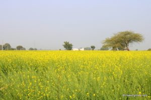 Sarson fields in Gwalior