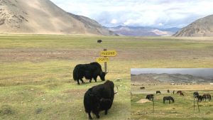 Must Visit Places Near Leh